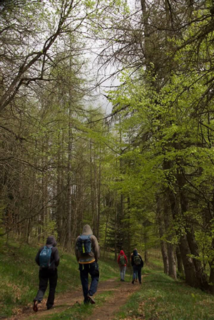 Aperte le iscrizioni al Laboratorio di Terapia Forestale per giovani (15-34 anni)