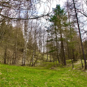 Laboratorio di Terapia Forestale per giovani – Primo incontro pratico a Elva